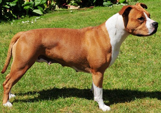 Am. Staffordshire Terrier
