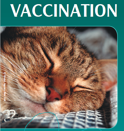 Impfbrochüre Katze