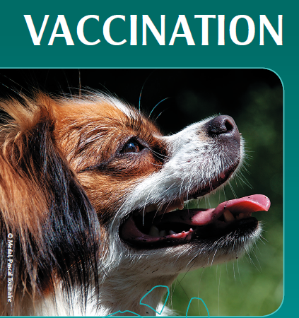 Brochure vaccination chien